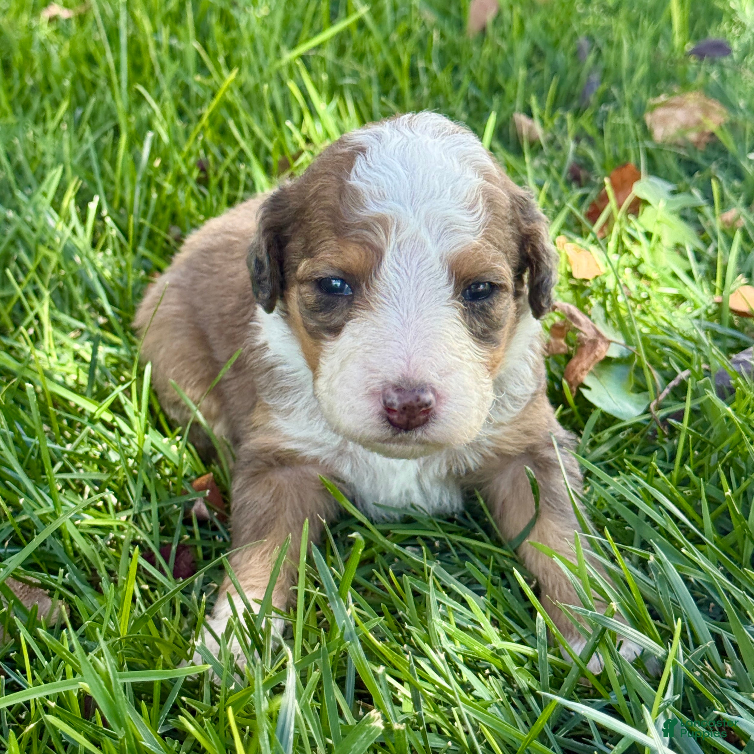 Bernedoodle dogs Moon - Ad 1