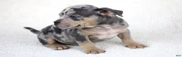 American Bully dogs for sale: Blue Tri Merle Female - Ad 4