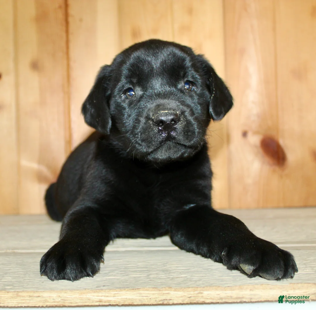 Labrador Retriever dogs for sale: Wilber  - Ad 8