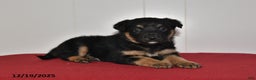 Mixed Breed dogs for sale: Natalie - Ad 2