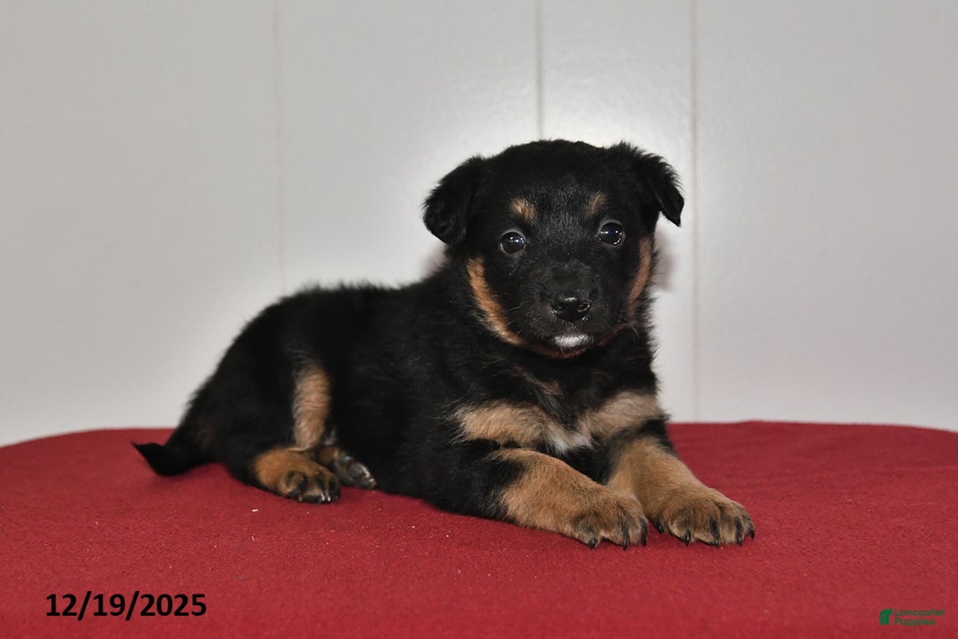 Mixed Breed dogs for sale: Natalie - Ad 2