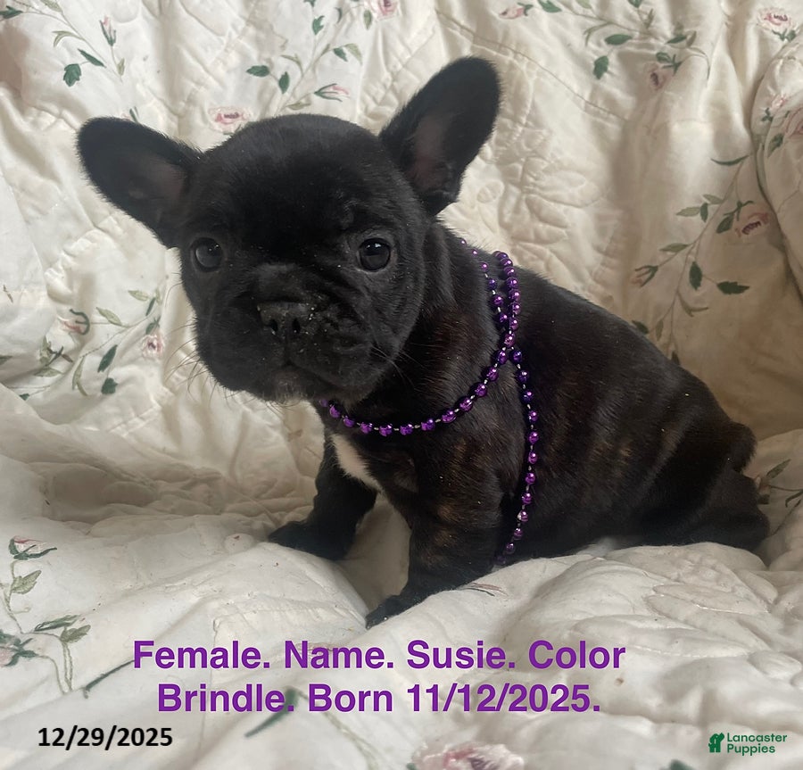 French Bulldog dogs Susie - Ad 31