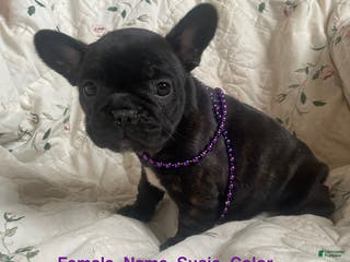 French Bulldog dogs Susie - Ad 28