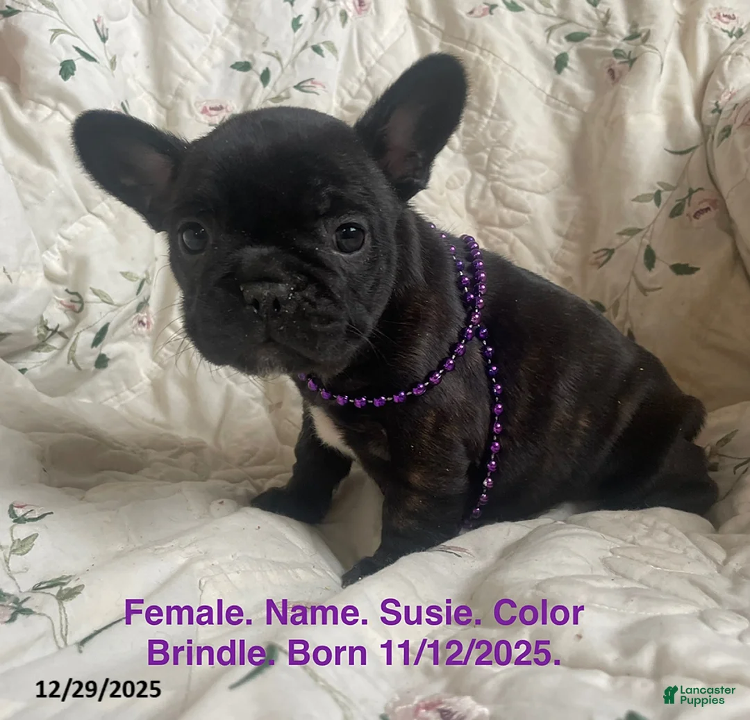 French Bulldog dogs for sale: Susie - Ad 1