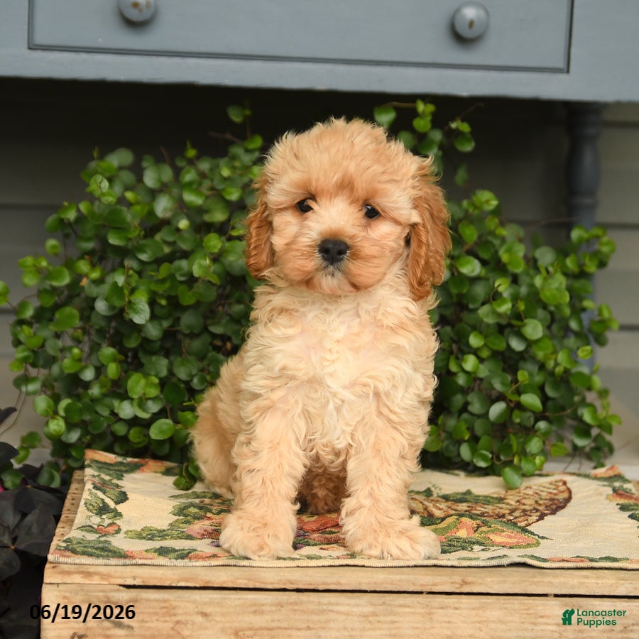 Cockapoo dogs for sale: Macho - Ad 4