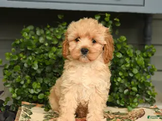 Cockapoo dogs for sale: Macho - Ad 4
