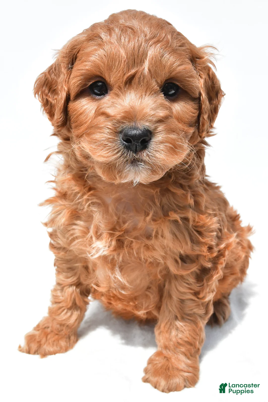 Mini Goldendoodle dogs for sale: Jasper  - Ad 2