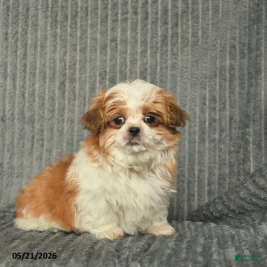 Malshi dogs Brent - Ad 1