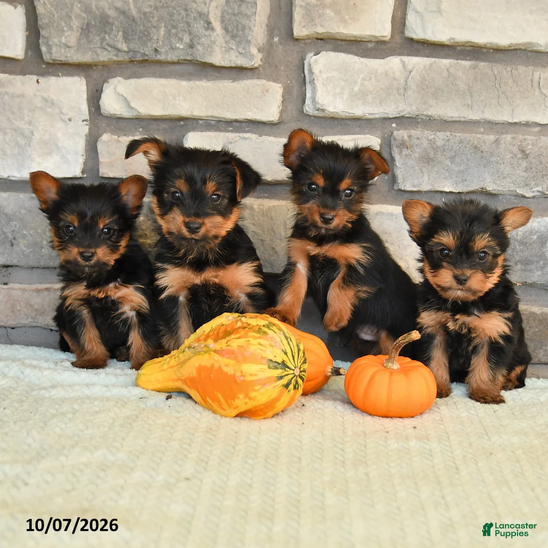Yorkshire Terrier dogs for sale: Norm - Ad 5
