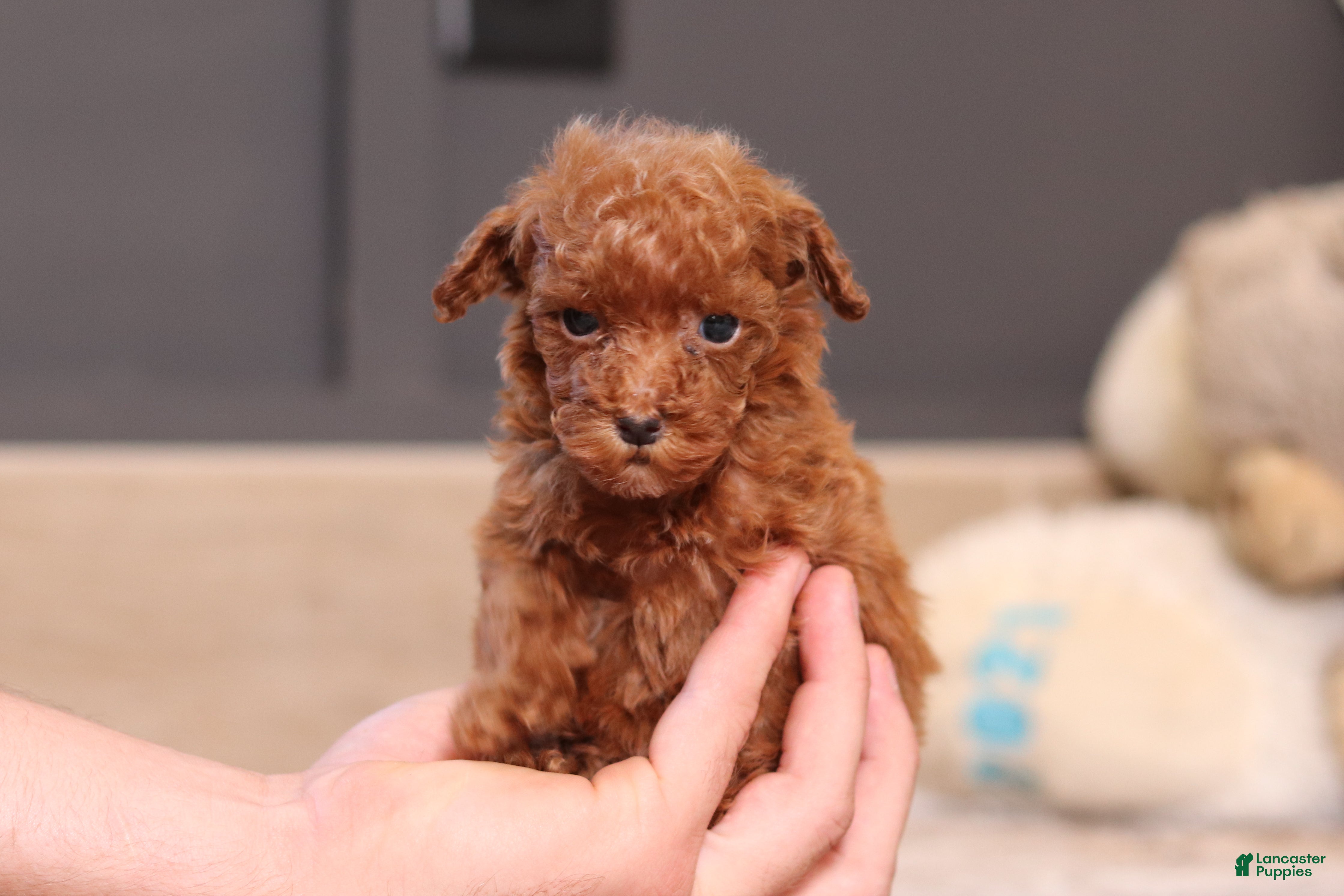 Miniature Poodle dogs Vanna - Ad 1