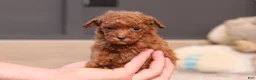 Miniature Poodle dogs for sale: Vanna - Ad 1