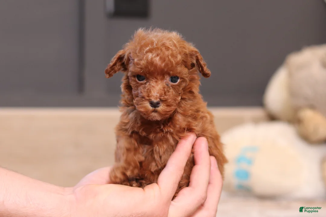 Miniature Poodle dogs for sale: Vanna - Ad 1