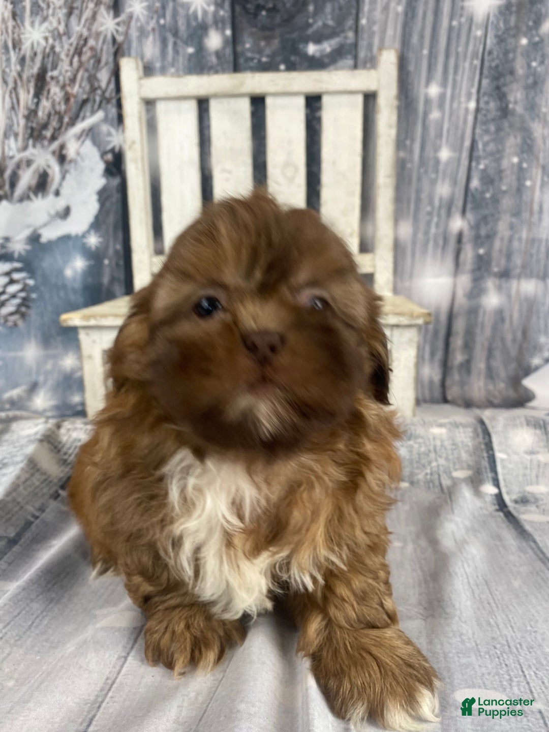 Shih Tzu dogs for sale: Pippin - Ad 1