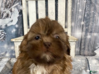 Shih Tzu dogs Pippin - Ad 2