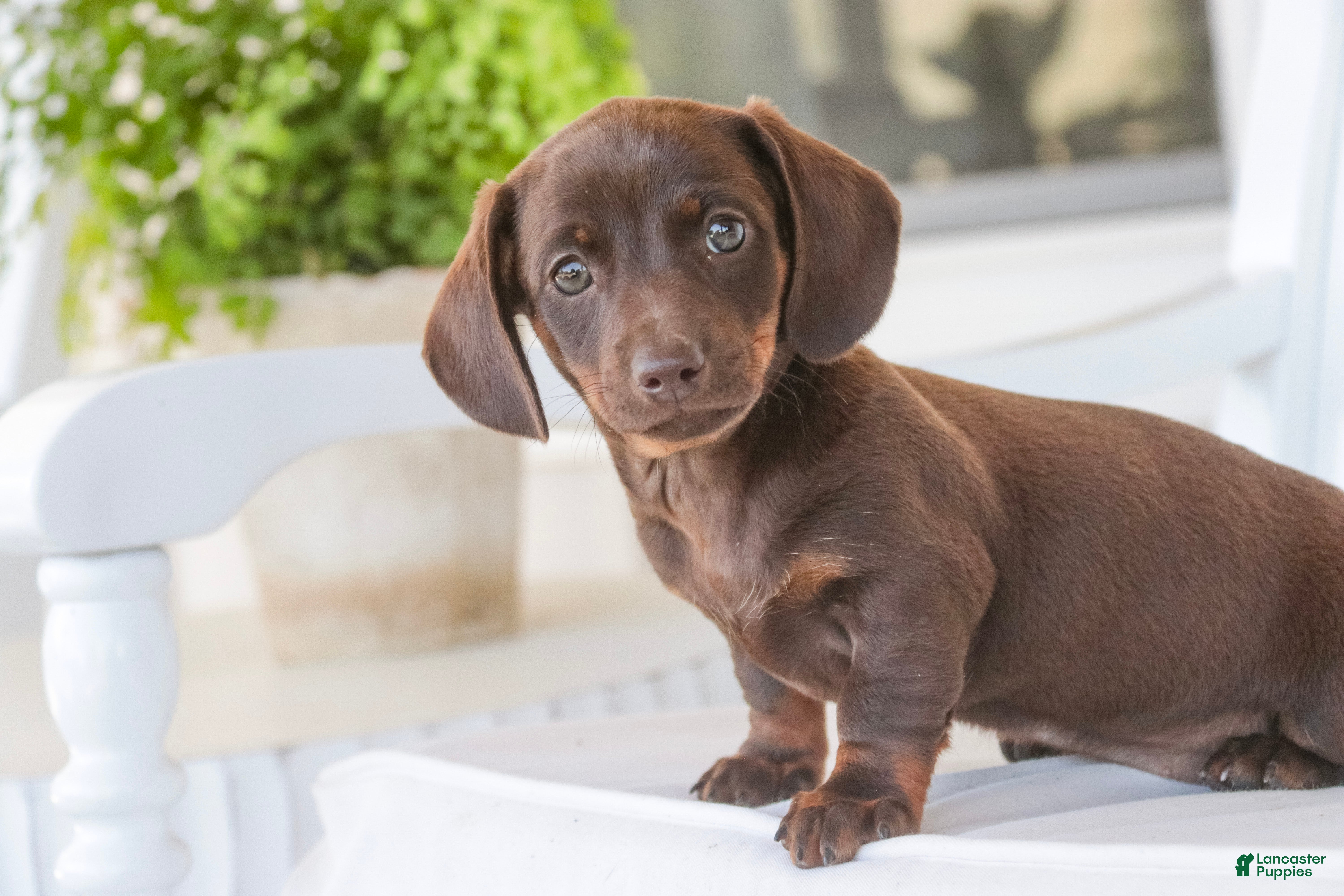 Dachshund dogs Americano - Ad 1