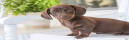 Dachshund dogs for sale: Americano - Ad 1