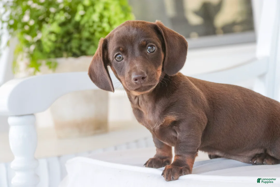 Dachshund dogs for sale: Americano - Ad 1