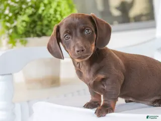 Dachshund dogs for sale: Americano - Ad 3