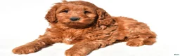 Mini Goldendoodle dogs for sale: Avery - Ad 2