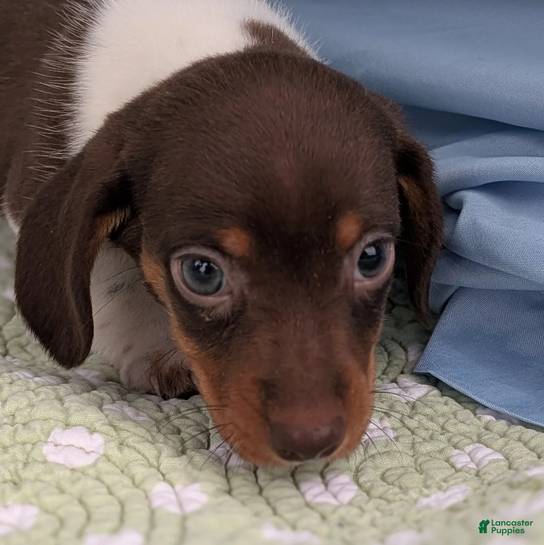 Miniature Dachshund dogs for sale: London Boy - Ad 2