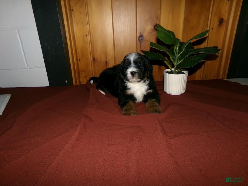 Mini Bernedoodle dogs Andre - Ad 2