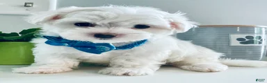 Ace