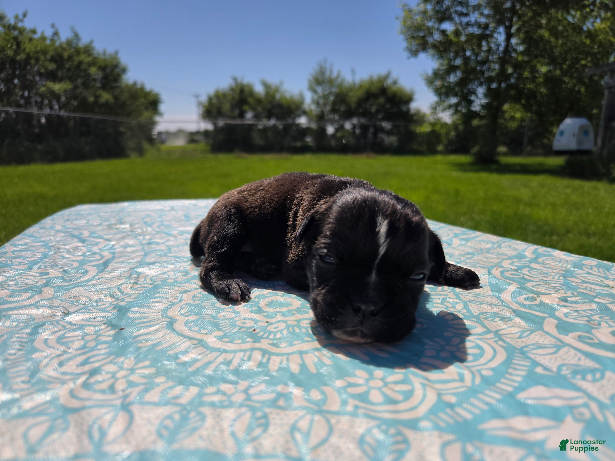 Olde English Bulldogge dogs Trixie - Ad 1