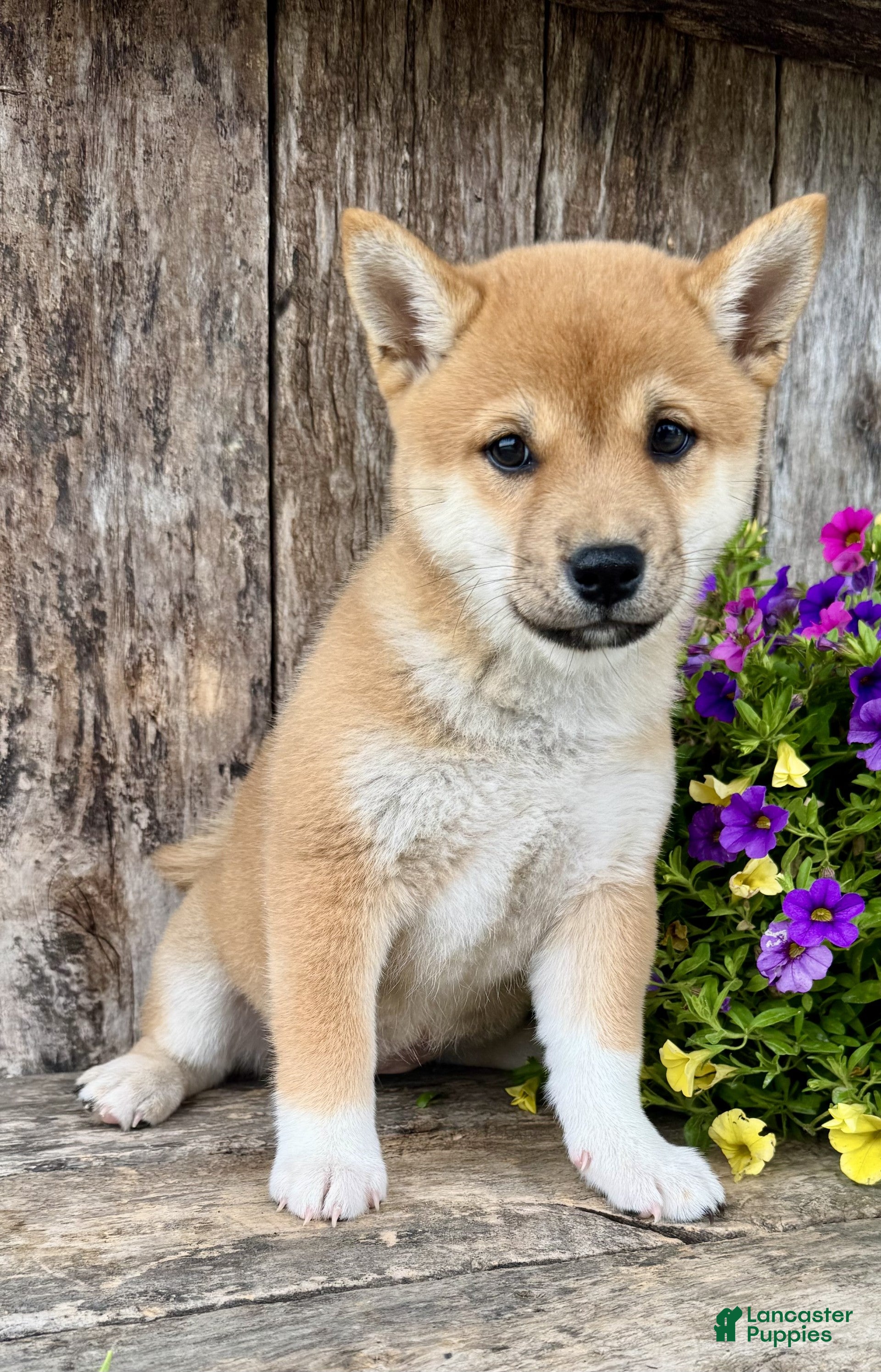 Shiba Inu dogs Pickles - Ad 2