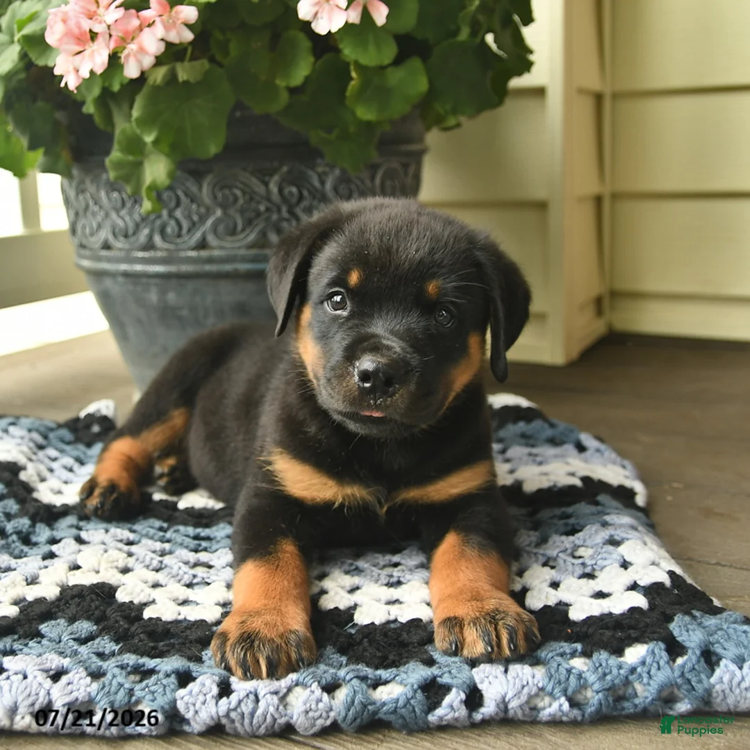 Rottweiler dogs for sale: Muffin  - Ad 3