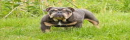 English Bulldog dogs for sale: Xena - Ad 3