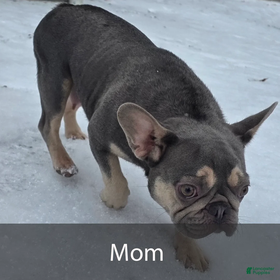 French Bulldog dogs for sale: Rusty - Ad 9