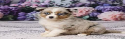 Miniature Australian Shepherd dogs for sale: Kim - Ad 2