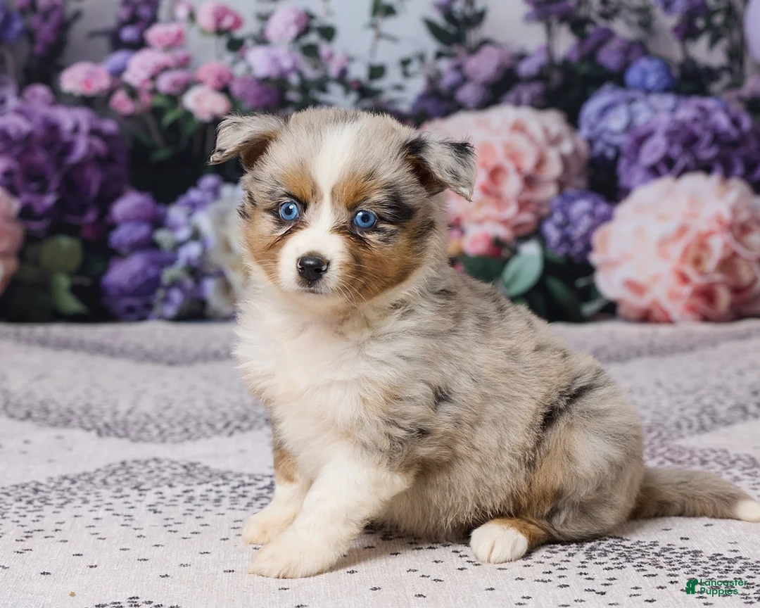 Miniature Australian Shepherd dogs for sale: Kim - Ad 2