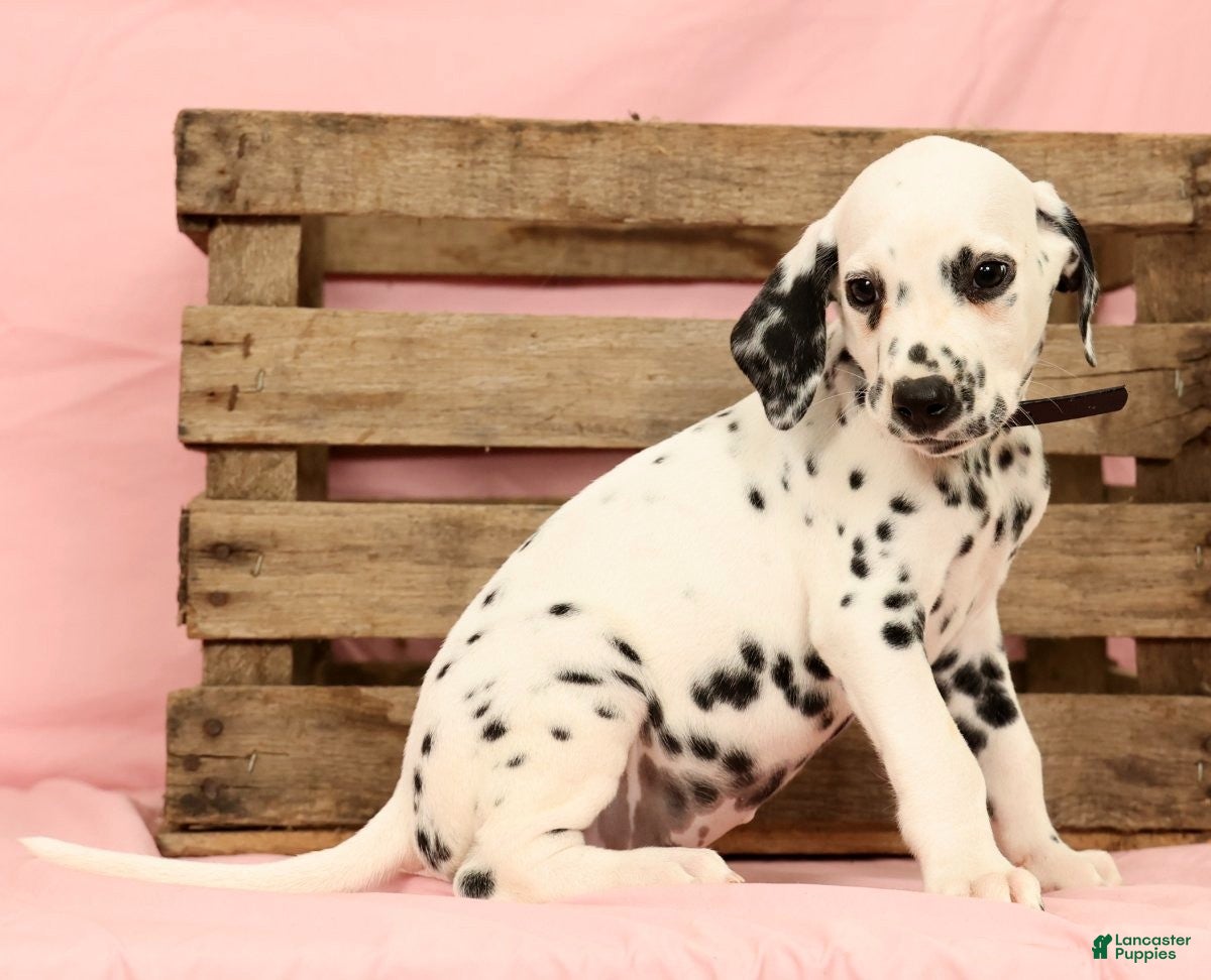 Dalmatian dogs Gunner - Ad 2