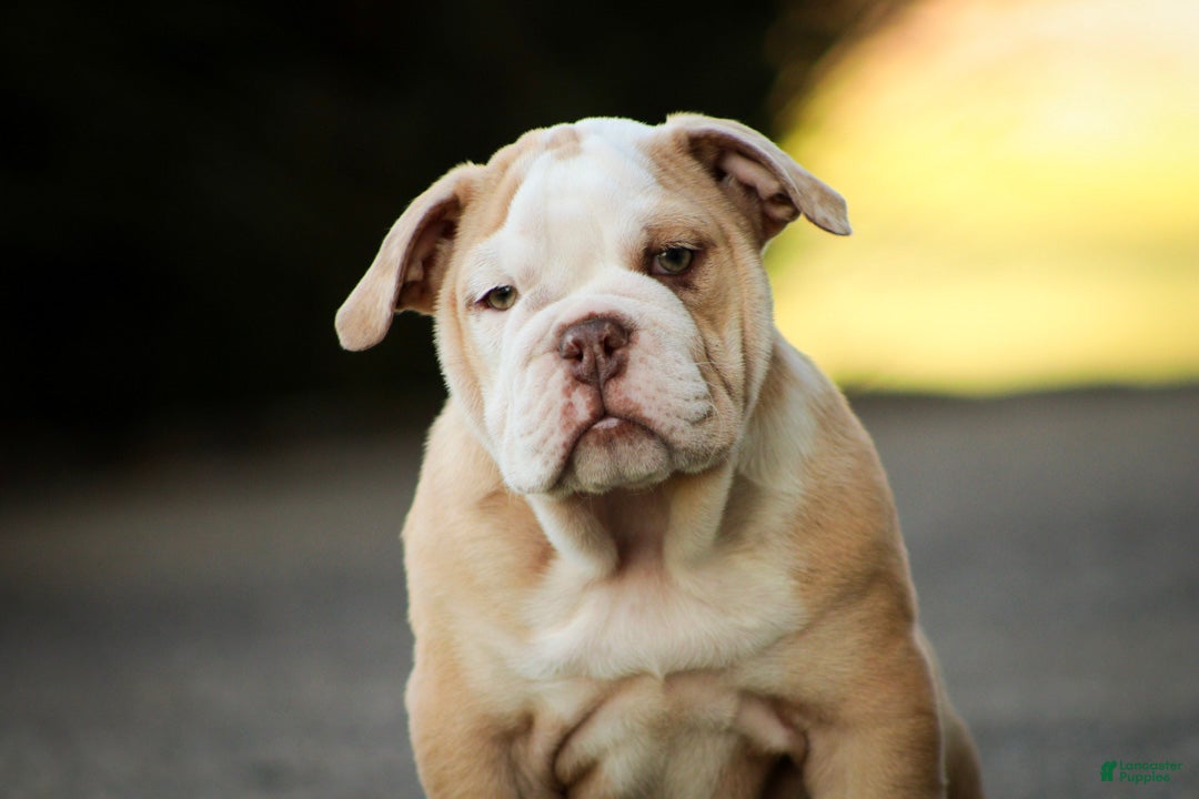 English Bulldog dogs Tonya English Bulldog  - Ad 1
