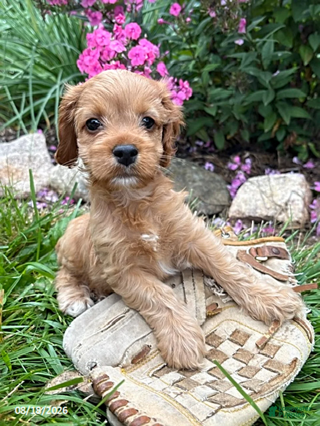 Cockapoo dogs for sale: Becca - Ad 2