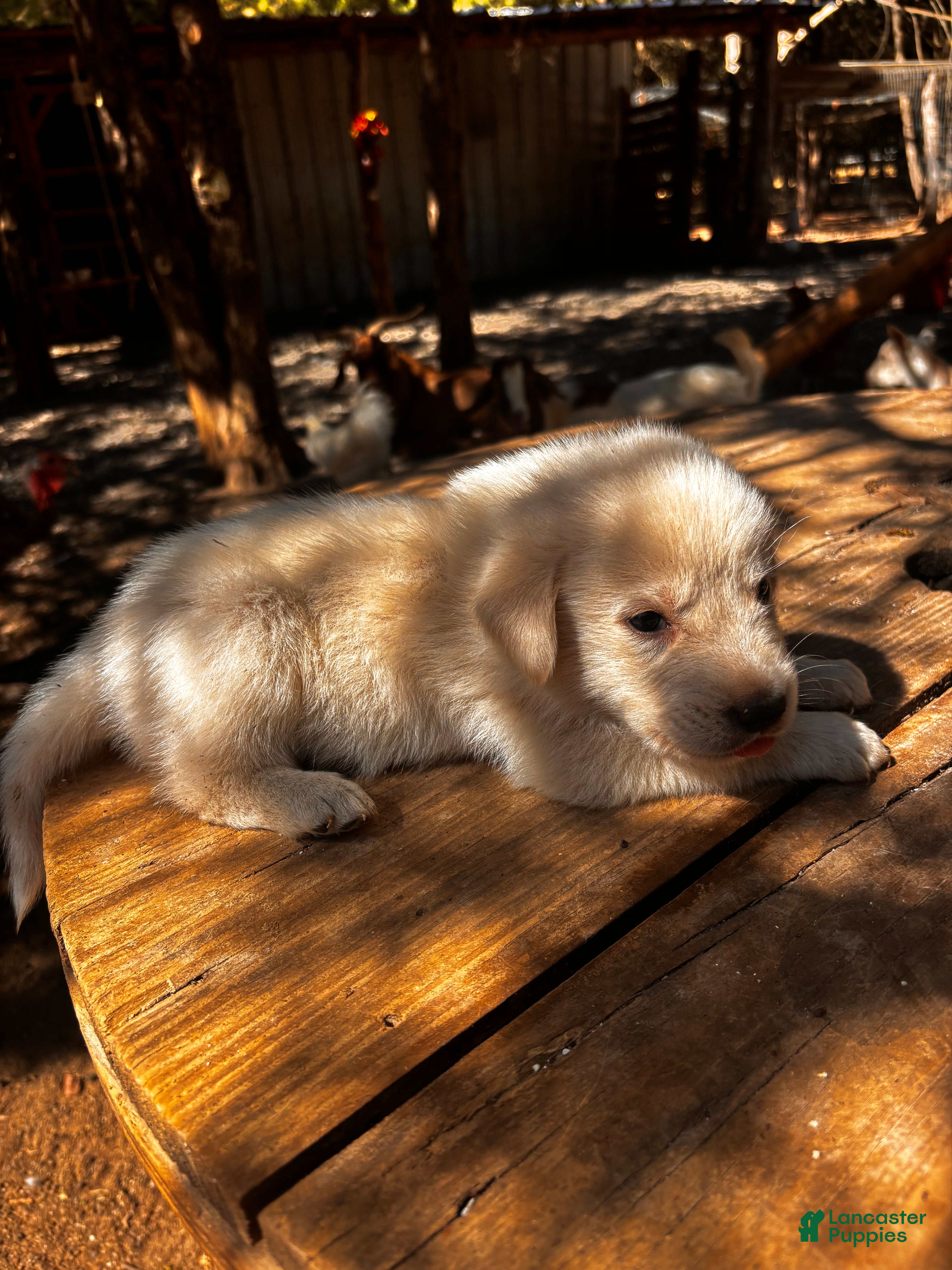 Great Pyrenees