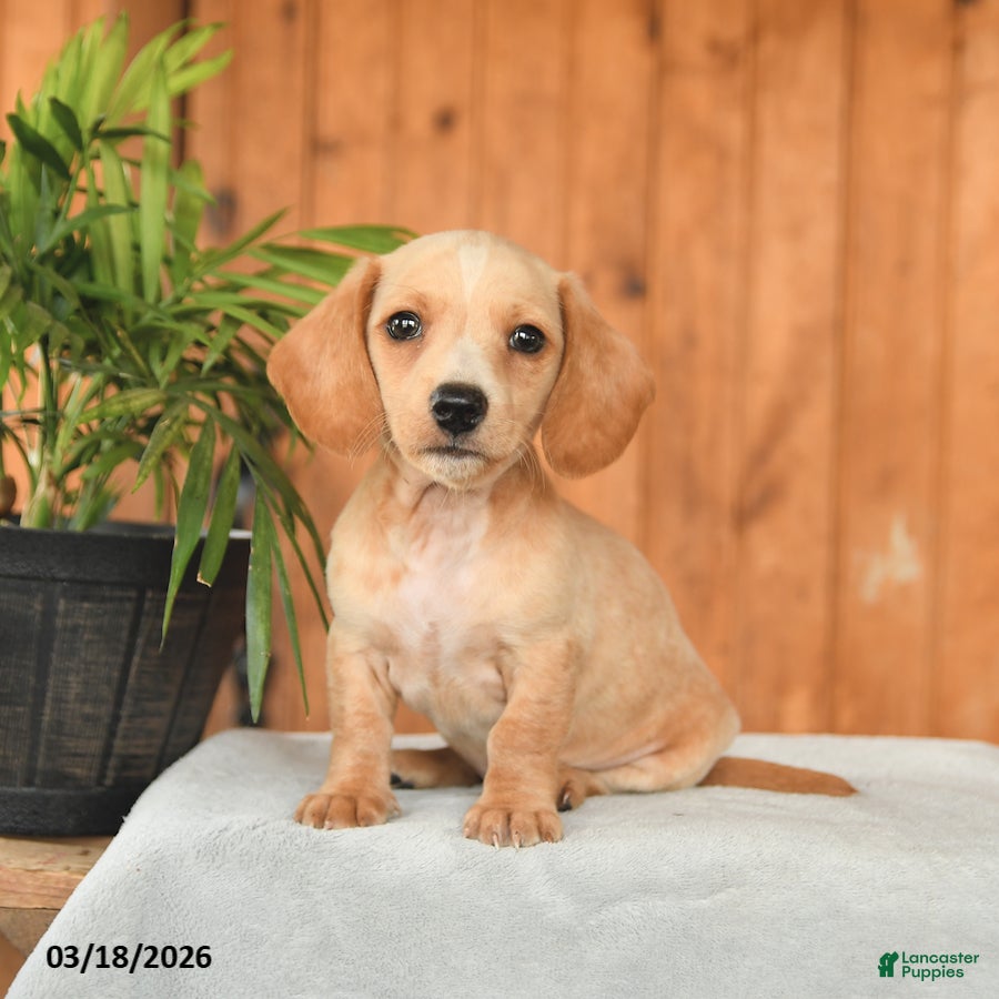 Miniature Dachshund dogs Fritz - Ad 1