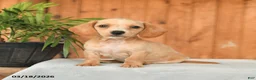 Miniature Dachshund dogs for sale: Fritz - Ad 1