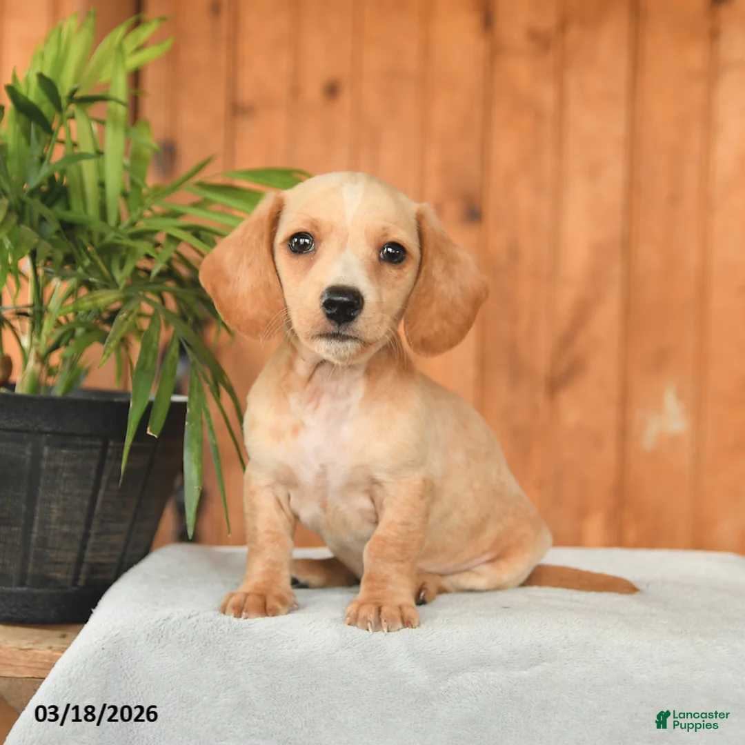 Miniature Dachshund dogs for sale: Fritz - Ad 1