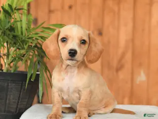 Miniature Dachshund dogs for sale: Fritz - Ad 4