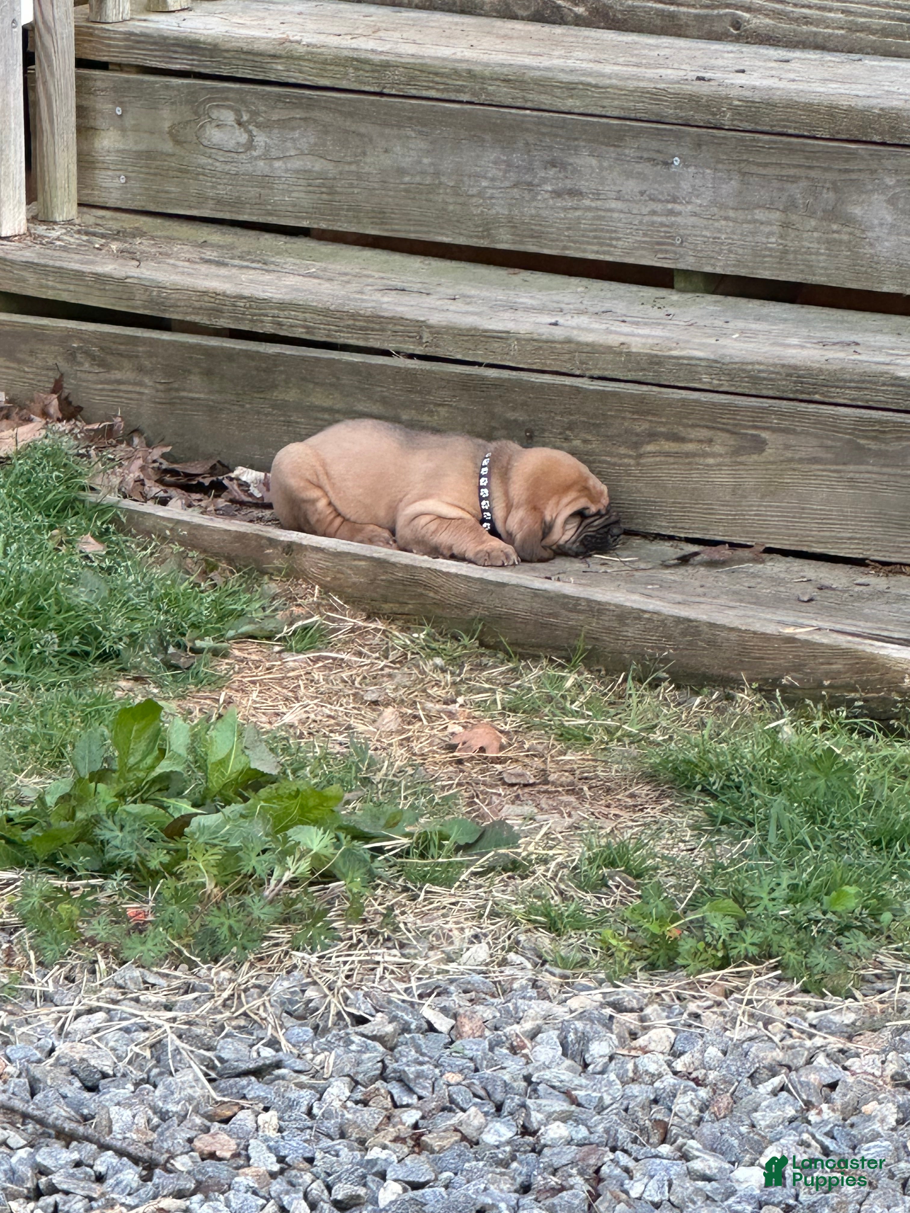 Bloodhound dogs Bloodhound Puppy 4 - Ad 4