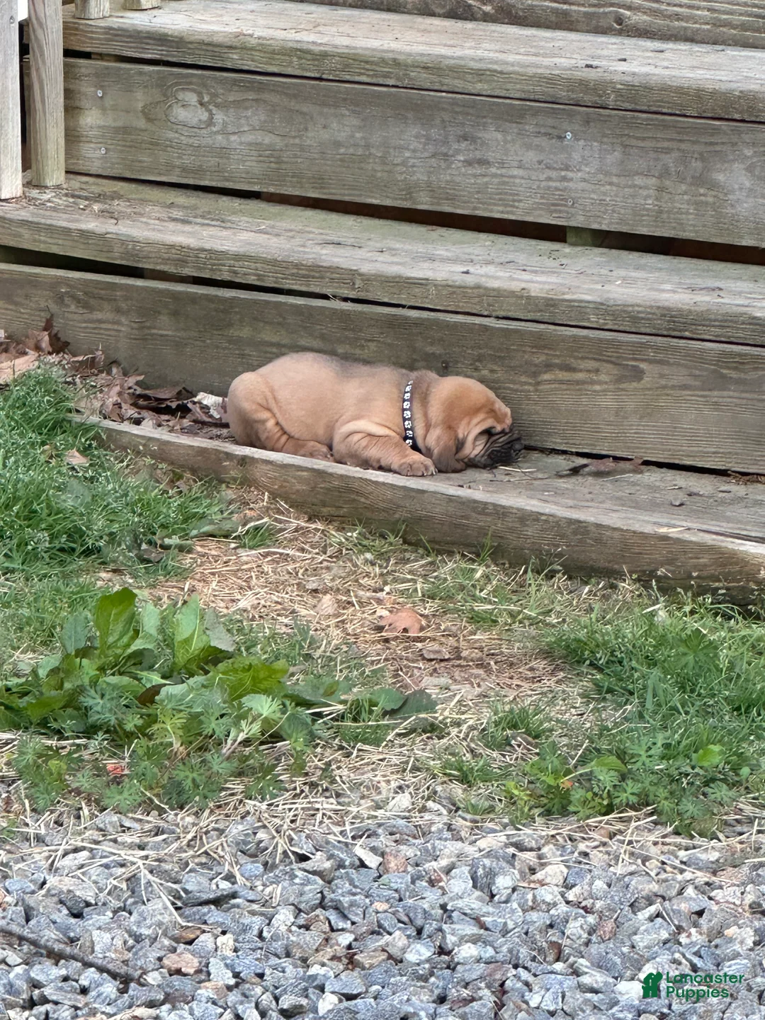 Bloodhound dogs for sale: Bloodhound Puppy 4 - Ad 1