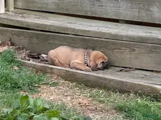 Bloodhound dogs for sale: Bloodhound Puppy 4 - Ad 3