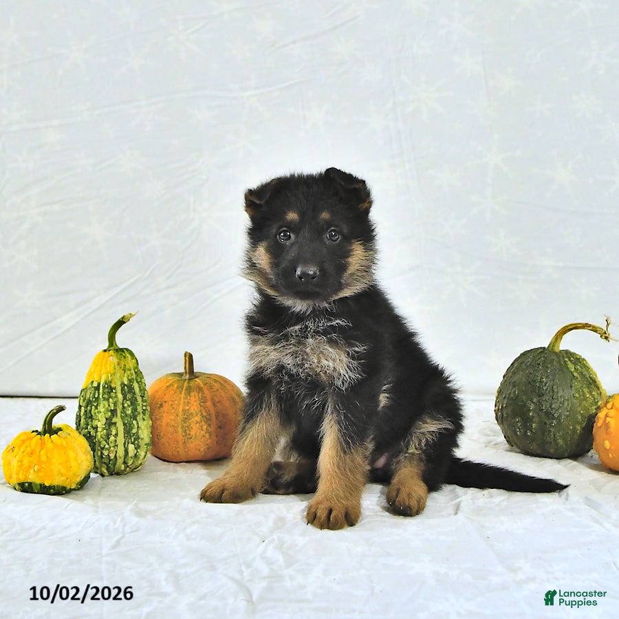 German Shepherd dogs Bailey - Ad 1