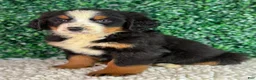 Bernese Mountain Dog dogs for sale: Nala  - Ad 5