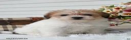 Mixed Breed dogs for sale: Everest - Ad 2