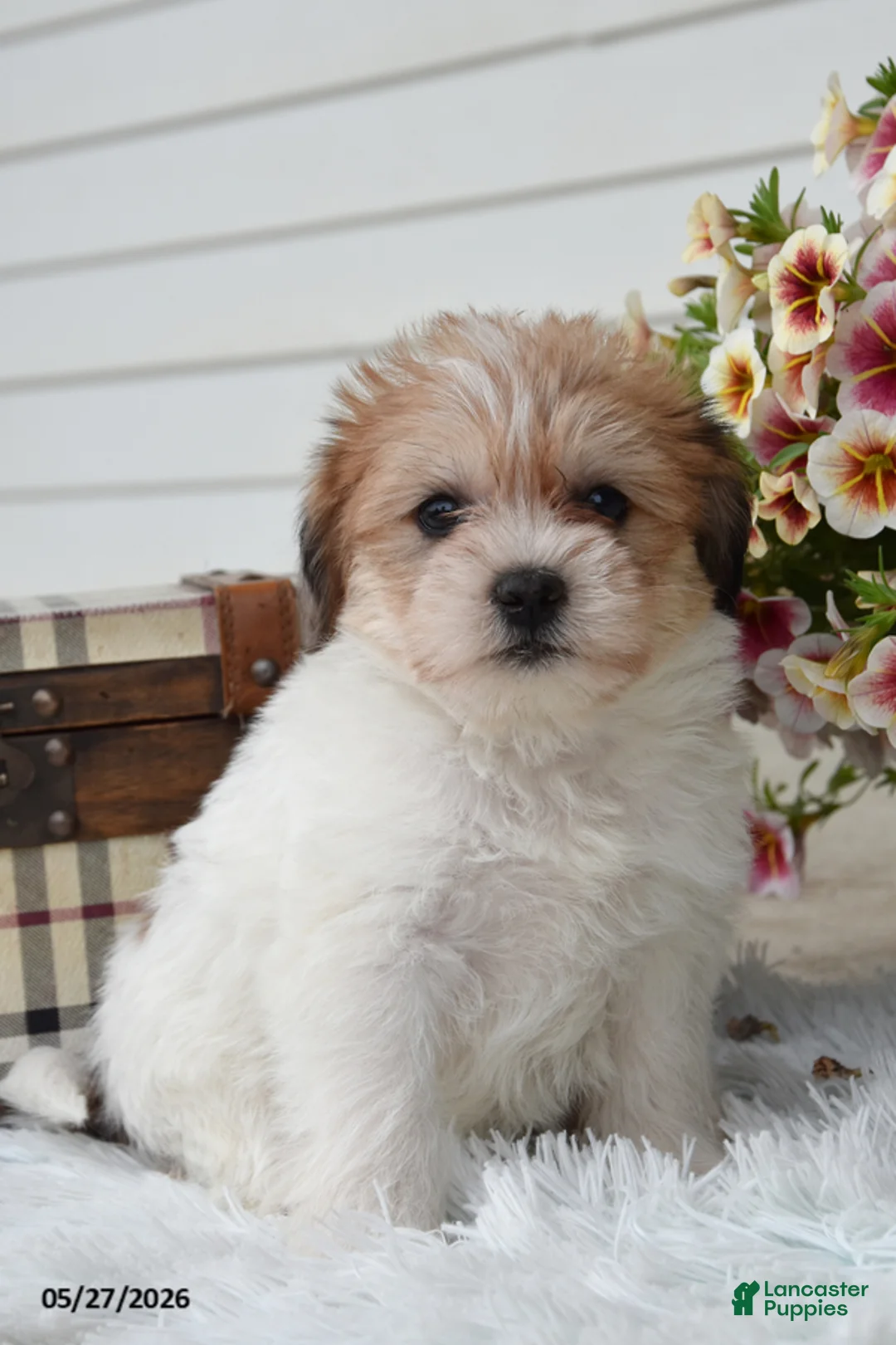 Mixed Breed dogs for sale: Everest - Ad 2