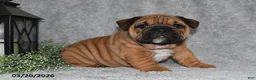 English Bulldog dogs for sale: Zoey - Ad 1
