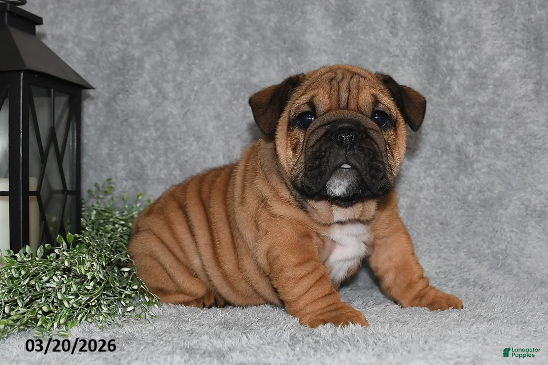 English Bulldog dogs for sale: Zoey - Ad 1